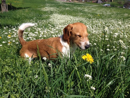 Nein, Löwenzahn riecht nicht gut Amiro... da hast Du recht...