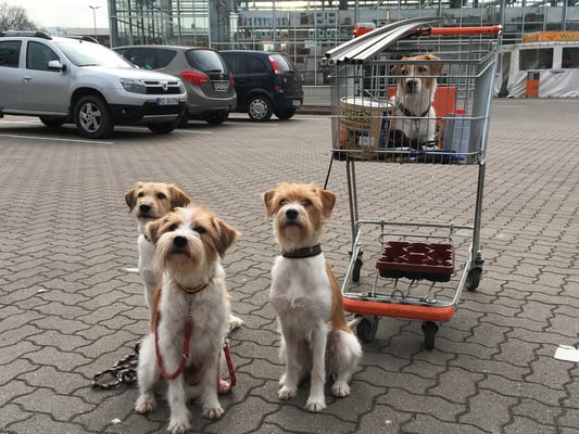 Flöck gibt die Kommandos - wir kaufen hier ein!