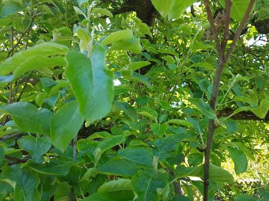 nix... nix... nix... keine kleinen Aepfel...