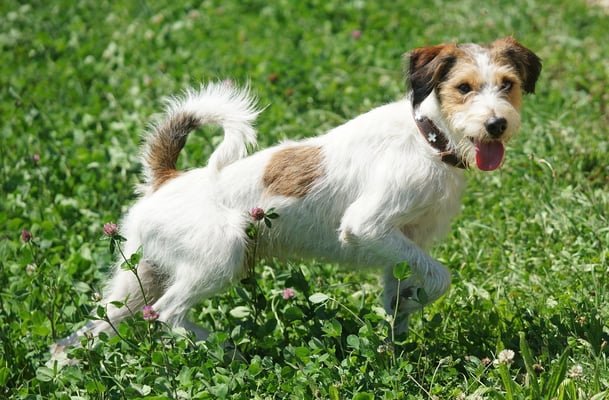 Boskop aus der Gewürzkiste