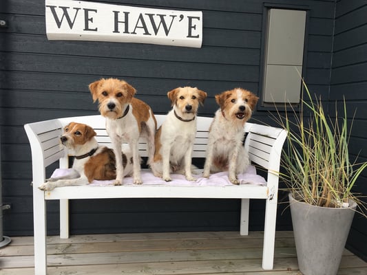 Gruppenbild mit Dame, Fluselein, Wutz und Herrn Tuba