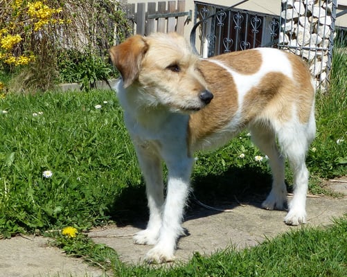 Wurzel, am 19. April 2015