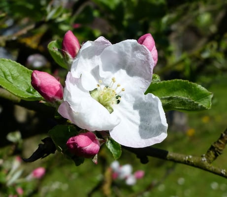 auch die Apfelblüte hat begonnen
