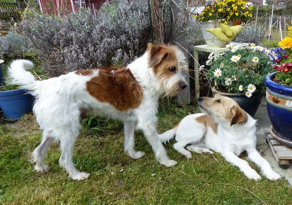 nein, Tuba, ich kann grad nicht... mir ist nicht so...