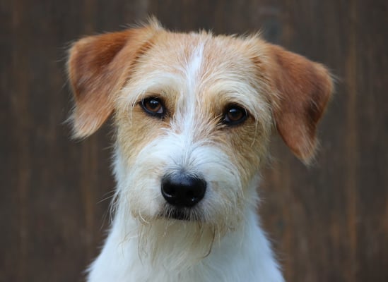 Aruba von den Elbsanddünen