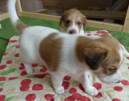 he! das ist meine Photosession! Du läufst durchs Bild!