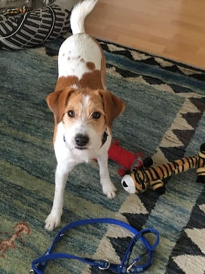 auch Bijou lässt grüssen, sie ist stolz auf ihre neue Leine und ihr neues Halsband!