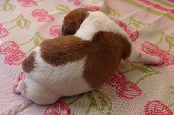 Welpe Nr. 2, Hündin