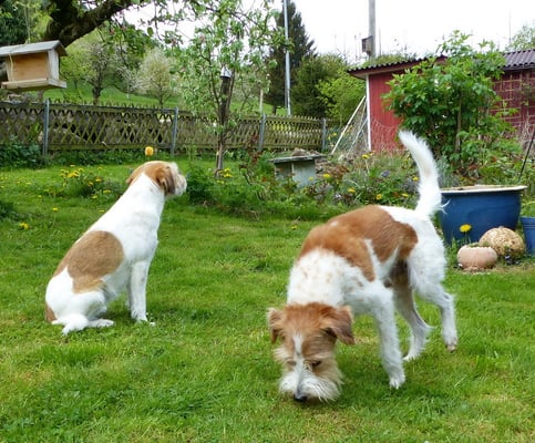 Wurzel lässt sich auch von Tuba nicht davon abbringen...