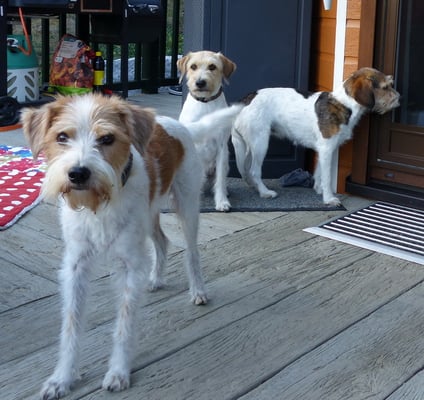 Askia und Wurzel freuen sich schon auf ihr Kalbsbrustbein...