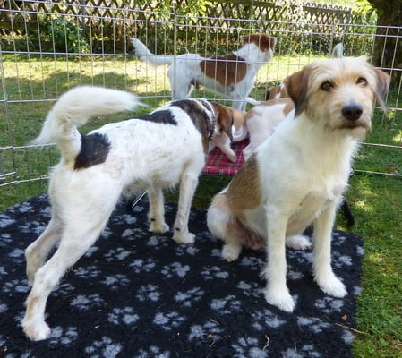 Wurzel hat null Stress und ist entspannt - super.