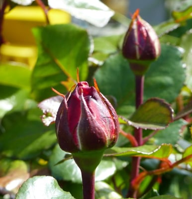 Bald sind die Rosen offen...