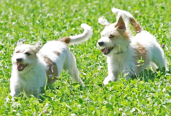 Kabbelei unter Halbbrüdern, Kimi und Mex