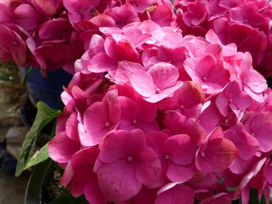 wunderschöne Hortensien...