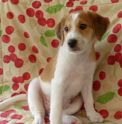 man könnte wunderbar schlafen... aber ich bin ja hier gleich fertig, dann mache ich ein Nickerchen...