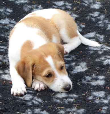 Bijou ahnt schon was...