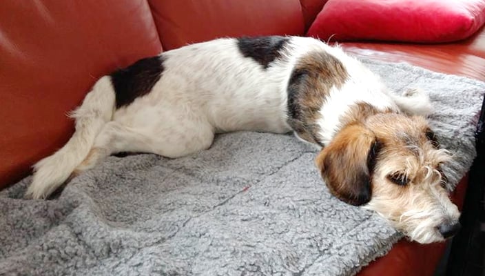 ein ruhiges Geburtstagschläfchen ist Askia am dritten Geburtstag nicht vergönnt...