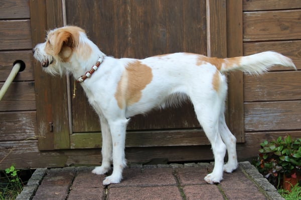 Annika von den Elbsanddünen