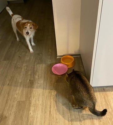 kein Futterneid mit dem Büsi