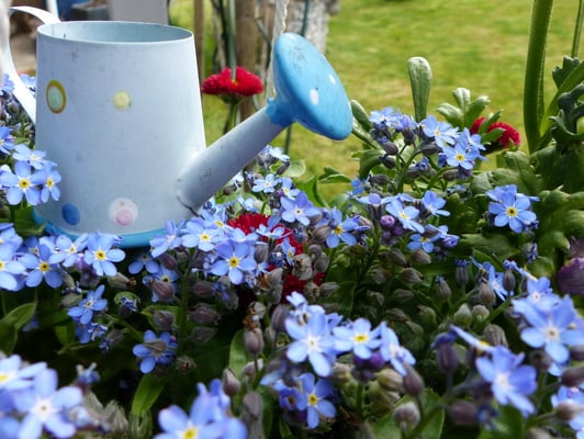 Vergissmeinnicht - für Fritz...