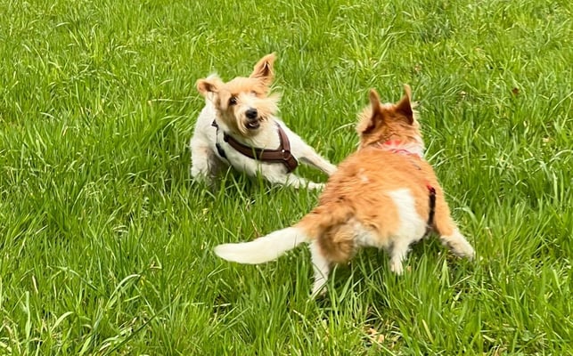Deine Mama ist immer noch schneller als Du, kleine Bailey!
