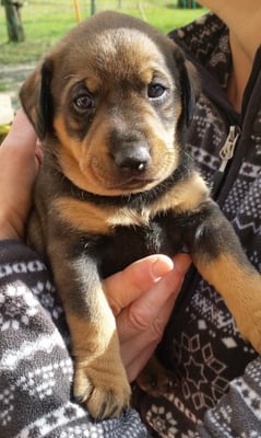 Asterix Nachwuchs mit 4 Wochen