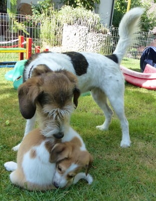 unser Askia, das erste Mal so nah mit so kleinen Zwergen und sie macht es soooo toll!