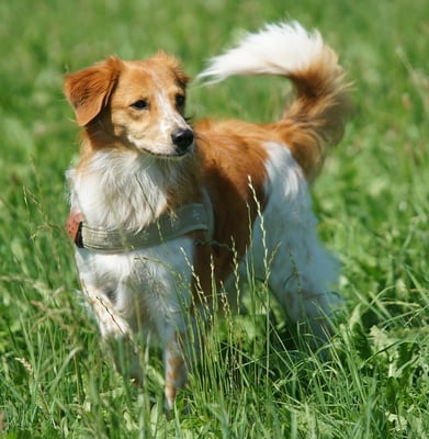 Amelie von der Eselsklinge