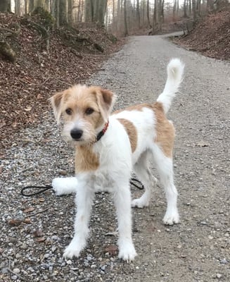 Arbataxa, Februar 2017