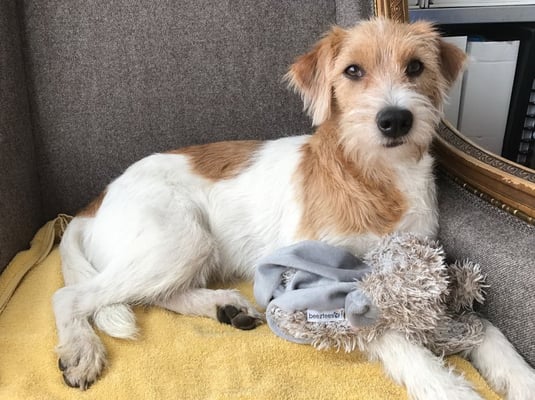 Arbataxa, Februar 2017