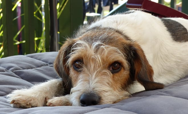 unsere Askia vom Chirsgarten - in diesen Augen kann man versinken...