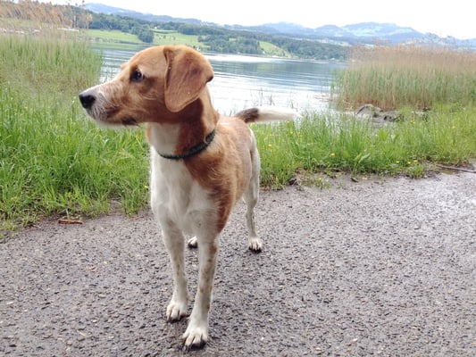 Genuss pur - ihm läuten auch noch die Ohren vom Geburtstagsständchen vom Morgen