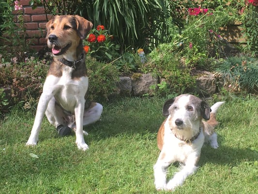 und hier, unser Erstgeborener Asterix mit Julchen