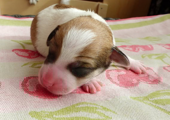 Chlini Candis vom Chirsgarten