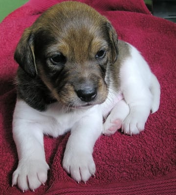 Asterix mit 4 Wochen