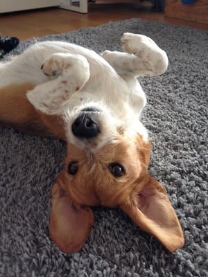 Herrn Schnüggel ist es soooooooooooooo wohl....