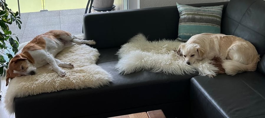 und Sofatime mit Freundin Nala