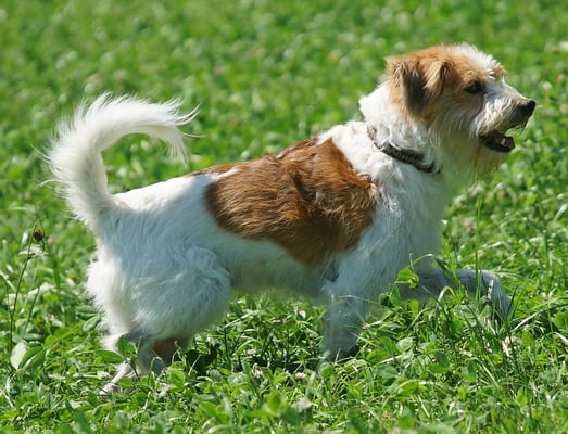 Trimmen ist nötig, aber mit dem vielen Fell wird er seinem Ruf doch gerecht als wilder Tübibübi