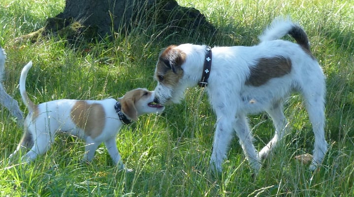 Boskop, unser Babysitter