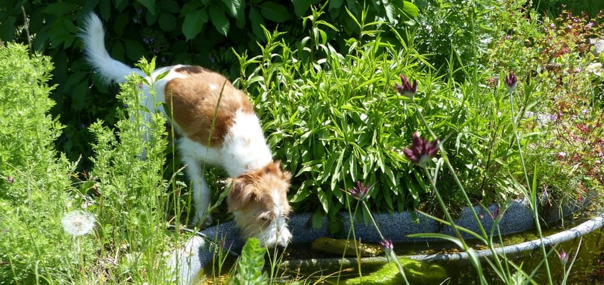 auf Wurzel aufpassen gibt Durst...