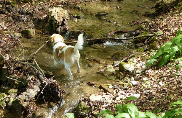 na Wurzel, der Stock ist dann doch ein wenig gross...