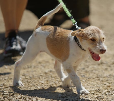 Baila vom Chirsgarten