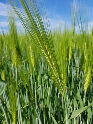 Das Getreide ist schon prächtig gewachsen...