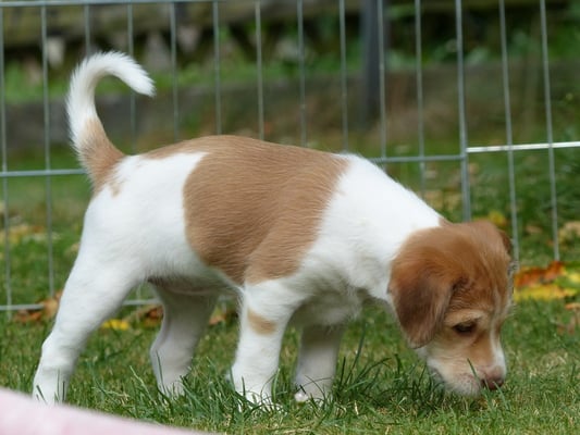 ups... hier riechts nach Pipi... ich war's nicht!!! war sicher Bijou!