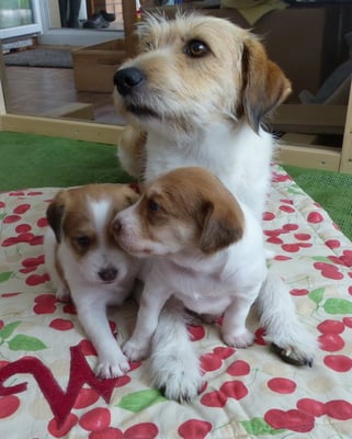 so, Wurzel legt sich mal dazu... dann ist Ruhe...