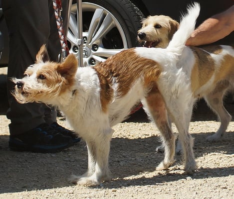 Mist - bei der Landung gerät der Bart durcheinander... kein 3 Wetter Taft...