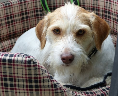 Baila macht eine Pause, danach kann man wieder besser spielen mit Mutter, Onkel, Schwester und Halbschwester