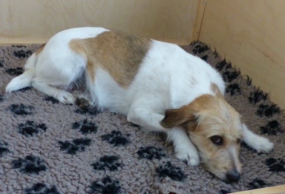 ja, passt... jetzt nur noch wenige Tage.... Wurzel macht das prima...