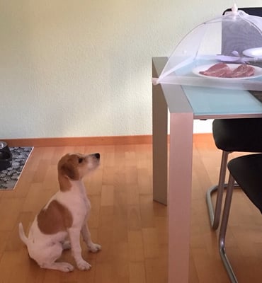 keine Chance - Bijou! ;-) die passen auf!