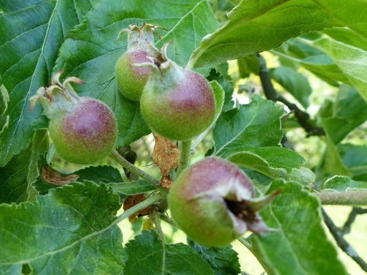 Vorfreude auf die Apfelernte